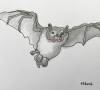 fledermaus