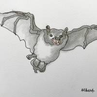fledermaus