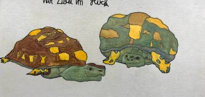 schildkroeten